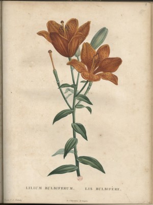 Ill. Jardin botanique